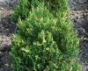 Arbusti rasinosi juniperus chinensis stricta variegata
