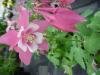 Flori de gradina perene caldarusa/aquilegia vulgaris