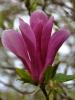 MAGNOLIA LILIFLORA NIGRA, ghiveci 4 l,h=70 cm