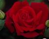 Trandafiri de gradina chrysler imperial, tufe ramificate cu radacina