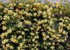 Trandafiri urcatori soiul  Banksiae Lutea  H = 125-150 cm, ghiveci de 5 litri