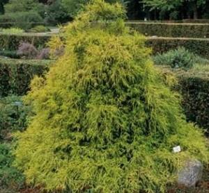 Arbusti rasinosi CHAMAECYPARIS PISIFERA `FILIFERA  AUREA NANA ghiveci de 7 litri, 40-50cm