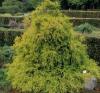 Arbusti rasinosi chamaecyparis pisifera `filifera  aurea nana