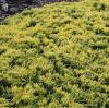 Arbusti rasinosi juniperus horizontalis golden carpet ghiveci 10