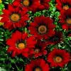 Flori de gradina anuale gazania splendens red/