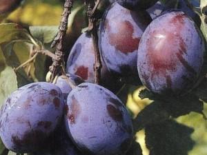 Fructiferi Pruni soiul Tuleu Gras in ghiveci. Puieti pomi altoiti