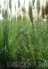 Ierburi graminee Cortaderia selloana Pumilla(iarba de pampas)h=0.5 m