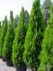 Thuja orientalis pyramidalis aurea