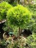 Arbusti forme tunse bila pe tulpina / cupressus macrocarpa goldcrest/