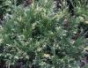 Arbusti rasinosi juniperus sabina variegata ghiveci 5-7  litri, 30-40