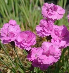 Flori de gradina  perene GAROFITE/DIANTHUS GRATIANOPOLITANUS `Pink Jewel`