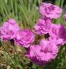 Flori de gradina  perene garofite/dianthus gratianopolitanus `pink