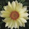 Flori de gradina anuale gazania splendens vanila/