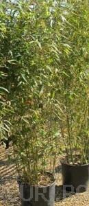 Ierburi graminee decorative Bambusa Phyllostachys 'Aurea' h=1.75-2 m  ,ghiveci 18 litri