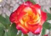 Trandafiri de gradina polyantha cu radacina la