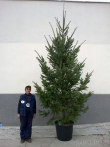 Abies alba, brazi naturali la ghiveci, inaltime 350 cm +