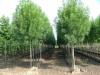 Arbori foiosi fraxinus angustifolia `raywood`