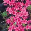 Arbusti cu flori si frunze persistente AZALEA sp h=20-25cm, ghiveci 3 litri