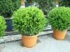 Arbusti forme tunse  BILA  / BUXUS MICROPHYLA` FAULKNER  ghiveci 18 litri, diam=50cm