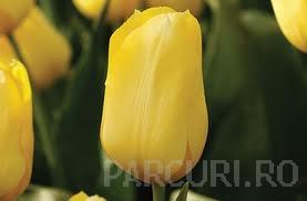 Bulbi de lalele Jan Van Nes,soi nou, 10 buc/punga, culoare galbena