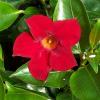 Flori de balcon DIPLADENIA ROZ