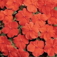 Flori pentru balcon IMPATIENS TUMBLER Scarlet soi curgator la ghivece de 12 cm