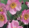 Flori perene ANEMONE/ANEMONE CORONARIA Pink Saucer in ghiveci de 1 litru