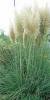 Ierburi graminee cortaderia sellona argentea (iarba