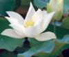 Plante acvatice, nelumbo white (lotus)
