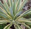 Plante gradina yucca gloriosa variegata