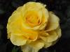 Trandafiri de gradina Mabella,  butasi cu radacini in ghivece de 3.5 litri