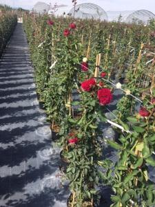 Trandafiri urcatori  `Bordo` la ghiveci de 5 litri h=1,5m