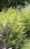 Arbori rasinosi CUPRESOCYPARIS LEYLANDII `GOLD RIDER`  ghiveci 18 litri, h=125-150cm