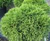 Arbusti rasinosi cryptomeria japonica `globosa nana` ghiveci de 7