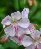 Flori de gradina  perene geranium cantabrigiense`alb`/la ghiv de 1