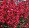 Flori de gradina perene penstemon / penstemon hybrid r.h. red"