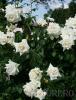 Trandafiri cataratori, urcatori cu flori albe,