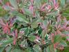 Arbusti gradina frunze semipersistente PHOTINIA Pink Marble clt 10 1/2F 40-50cm