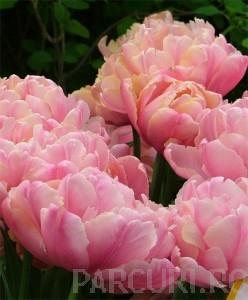 Bulbi de lalele Duble tarzii,  Pink Star, flori duble, roz