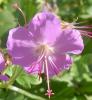 Flori de gradina  perene geranium cantabrigiense`kamina`/la ghiv de 1