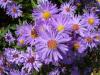 Flori de gradina perene aster alpinus violet