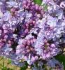 Liliac violet, parfumat cu flori duble syringa vulgaris michel buchner