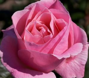 Trandafiri de gradina Polyantha Elisabet Queen butasi cu radacini in ghiveci de 3.5 l