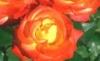 Trandafiri de gradina polyantha rumba, planta formata cu radacina in