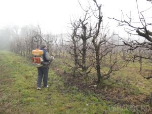 Tratamente fitosanitare sau stropiri pomi fructiferi mari (inaltime 3 - 4 metri)