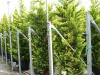 Arbori rasinosi CUPRESOCYPARIS LEYLANDII `GOLD RIDER`  ghiveci 35-50litri, h=200-250cm