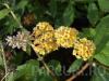 Arbust de gradina buddleja davidii sungold llilac de