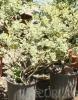 Arbusti cu frunze persistente ILEX AQUIFOLIUM 'ARGENTEOMARGINATA ghiveci 7 litri, h=30-40cm pt garduri vii