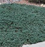 Arbusti rasinosi JUNIPERUS WILTONII ghiveci 3 litri, 20-30 cm