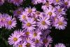 Flori de gradina perene aster amellus rosa erfullung (aster,